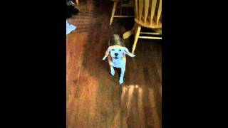 Slo-Mo dog bark