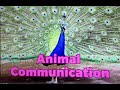 Animal Communication Methods