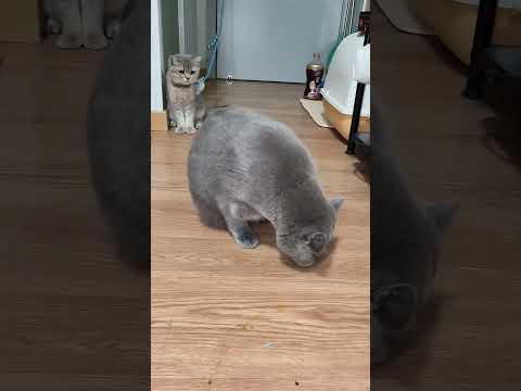 Suddenly gave birth #kittenbirth #viralvideo #trendingshorts #animals #shorts #shortsvideo #catlover