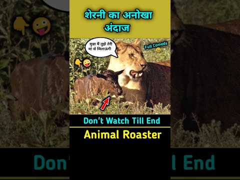 शेरनी ने बच्चे को मां से मिलाया । दयालु शेरनी । Lioness saved baby wildebeest #shorts