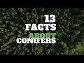 Conifer Characteristics and Adaptations