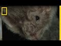 Vampire Bats and Rabies
