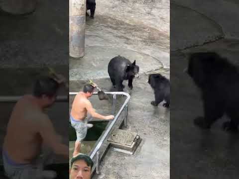 #zoo #animals #funny #wildlife #shortvideo #jimcorbettwildlifeandnatureview