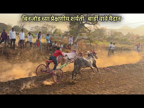 बिनजोड च्या प्रेक्षणीय शर्यती | बार्डी वावे मैदान |वेगवान बैल |  Maharashtra Bailgada Sharyat