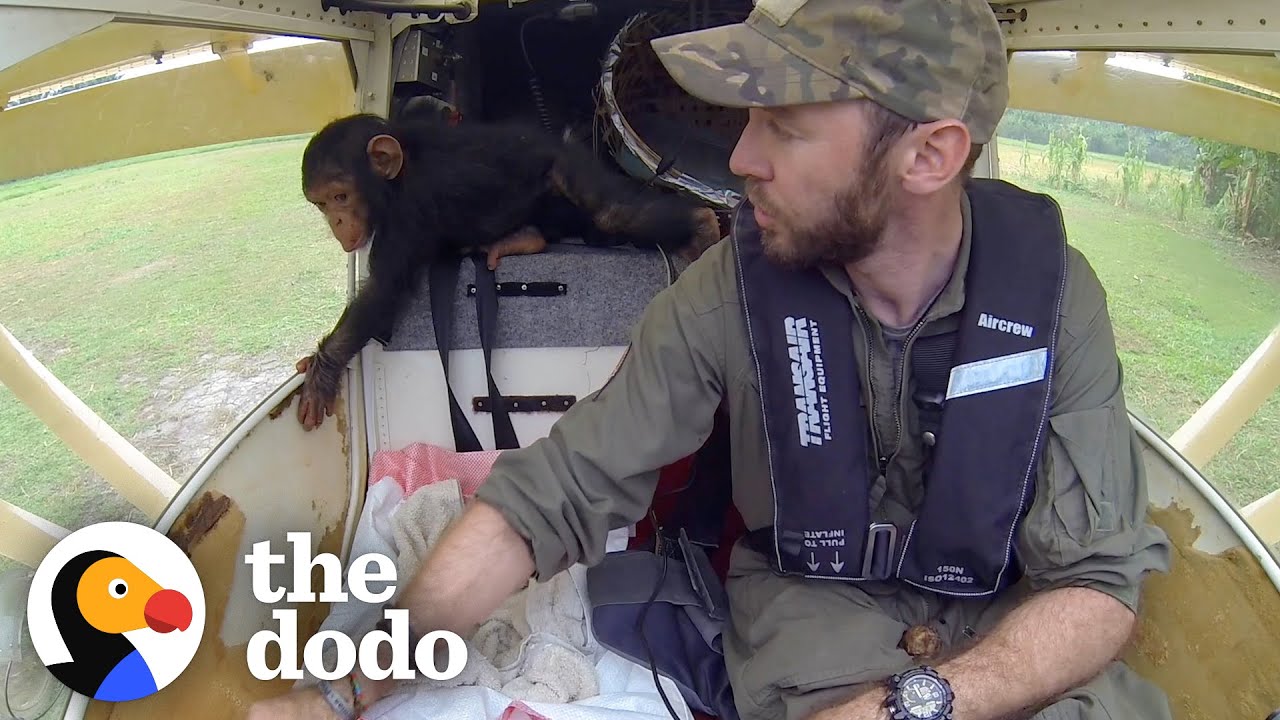 Baby Chimp Falls Asleep In Pilot's Lap While They Fly To Safety Heroes