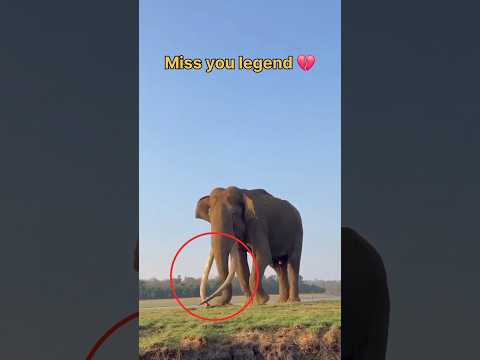 എന്താ ആ കൊമ്പിന്റെ രഹസ്യം 🥵🥵💥#shorts #trending #aana #tusker #asia
