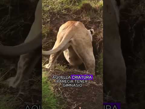 It discovered a mysterious cave#animals #Friendship #Us #lion
