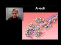 Respiratory System Concepts and Functions