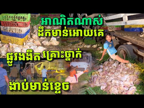 ដឹកមាន់អោយគេពីបាត់ដំបងទៅបន្ទាយមានជ័យស្រាប់តែដល់ផ្លូវបំបែក ជួបគ្រោះ.ថ្នាក់ក្រ.ឡាប់ឡានងា.ប់មាន់អស់