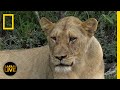 Wildlife Challenges and Myths