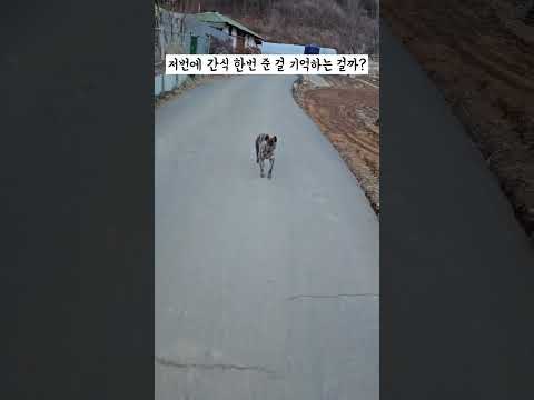 사슴 닮은 진돗개 호구가 따라와서 간식을 줬는데.. 알고보니 두메산골에 놀러온 주인에게 버림 받은 개 1탄