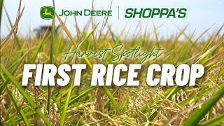 Harvest Spotlight: First Rice Crop
