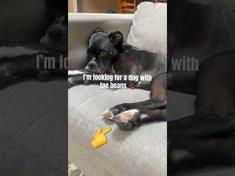 ??? RATE MY CRINGE 0-10 #jojotheboxer @mistermainer #toebeans