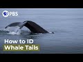 Whale Identification Techniques and Innovations