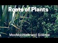 Understanding Plant Roots
