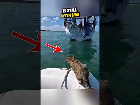 You Won’t Believe How This Cat Found Her Owner🤔#shorts