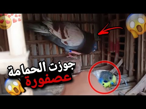 جوزت الحمامة جعفر عصفورة 😍😱 والنتيجة صادمة 🔥😳