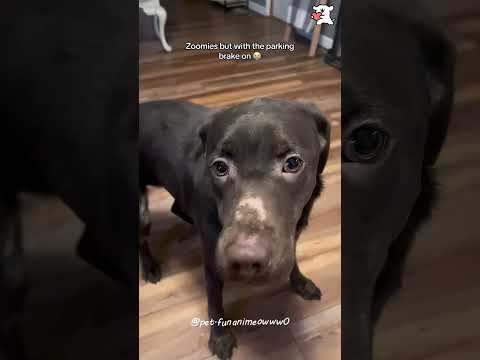 My dog is car 🤣🤣🐱#funnycats #funnyanimals #petvideos #cat #catsoftiktok #fyp #usa