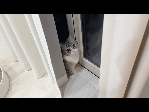 夜中にお散歩に行くと言い張って聞かない猫に困ってます…