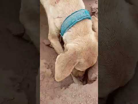 Faça isso #melhorvídeo #animals