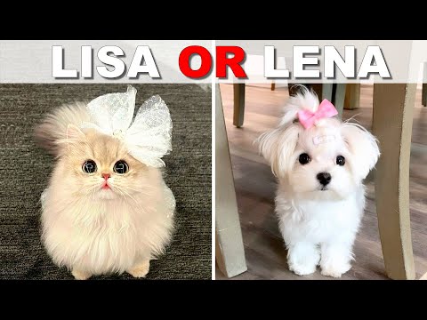 LISA OR LENA 🌹Choose your Dream House