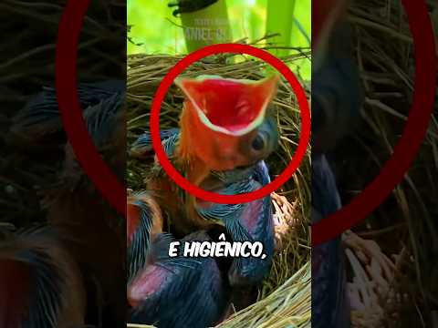 Se NÃO Fosse FILMADO, Eu NÃO ACREDITAVA (créditos: 小武动物摄影/mengxiangsha14 no Douyin)