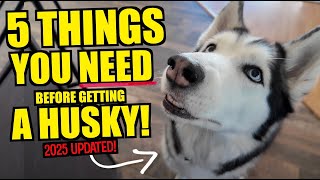 5 Things You NEED Before You Bring Home A Husky *2025 UPDATED*