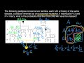 Probability of Inheriting Alleles