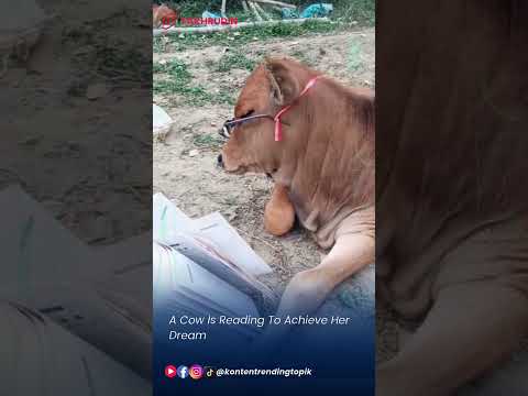 A Cow Is Reading To Achieve Her Dream