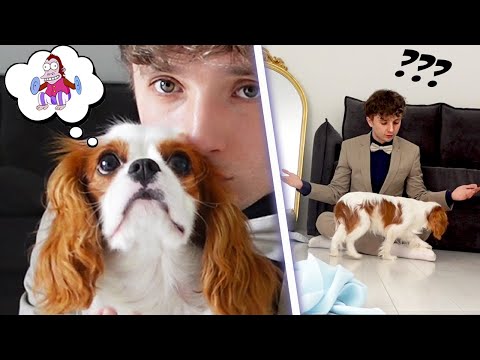 JE TESTE L'INTELLIGENCE DE MON CHIOT (et c'est pas une lumière...)