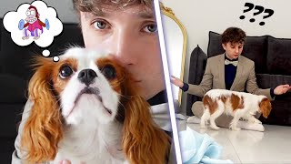 JE TESTE L'INTELLIGENCE DE MON CHIOT (et c'est pas une lumière...)