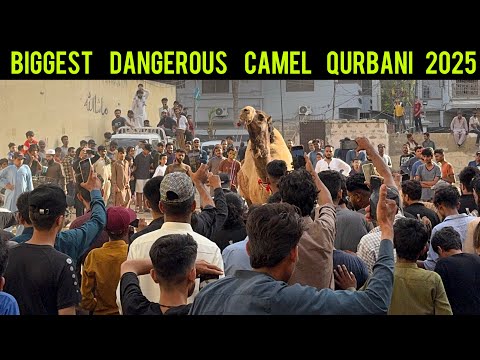 Biggest Dangerous Camel Qurbani 2025 - Khatarnak Camel Qurbani - Bakra Eid 2025