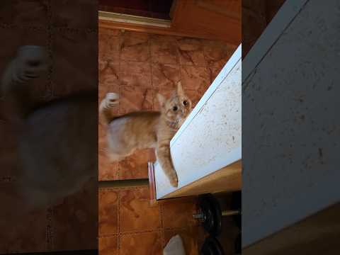 ❤️Кот Артём❤️