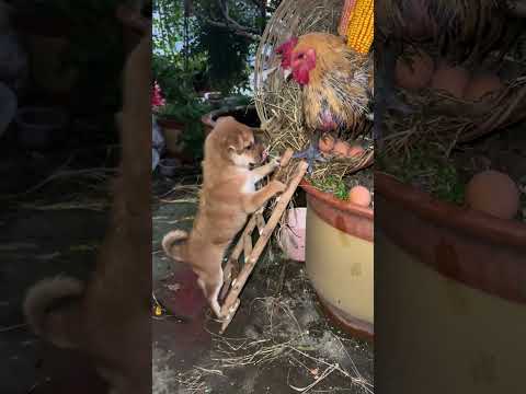 The dog stole the eggs and was discovered by the old hen. Cute pet debut plan. Dog. Golden Sun o