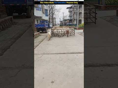 After all why does he take such sheep to graze? #shortsvideo