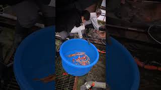 Elite tosai pickup tancho koi from japan🇯🇵 are booked to India🇮🇳... pre-book ☎️ @ +91 7397224998