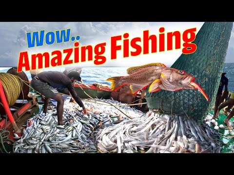 WOw Amazing Fishing! Marlin Fish Caught In The Deep Sea @KadalTv