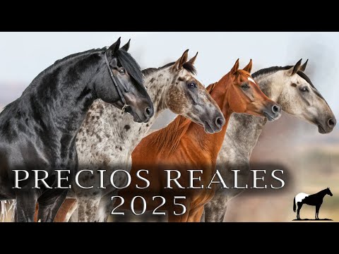 ¿Quieres un caballo? Esto es lo que cuestan en México 2025 🐴-Del Cerro Soy