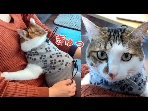 「ボクここにいていい？」降ろされてもあきらめずにお膝に登ってくる猫【テレワーク監視係】