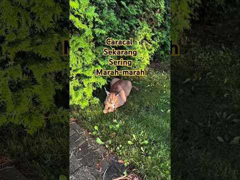 Caracal Jatuh Cinta Dengan Si Oyen#shorts