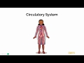 Human Body Systems and Functions