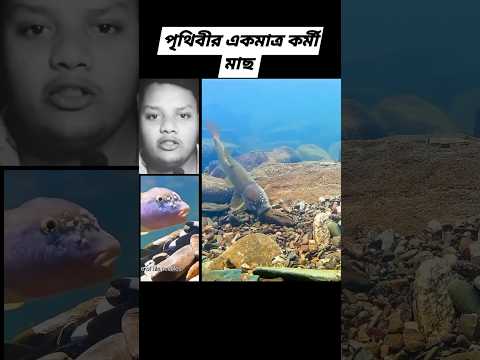 মহান আল্লাহতালার কি অপরূপ সৃষ্টি #মাছ #viralreelsfb #viralvideo #reels#mdnasirhasan #motivation