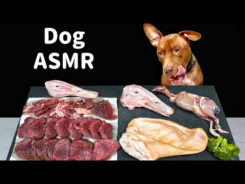 BEST DOG ASMR MUKBANG PITBULL EATING RAW FOODS