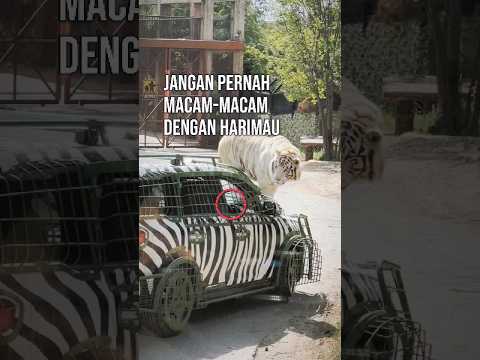 Jangan pernah keluar mobil meskipun harimau ini tampak tenang 💀