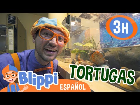 Blippi aprende sobre tortugas 🐢| Blippi Español | Videos educativos para niños | Aprende y Juega