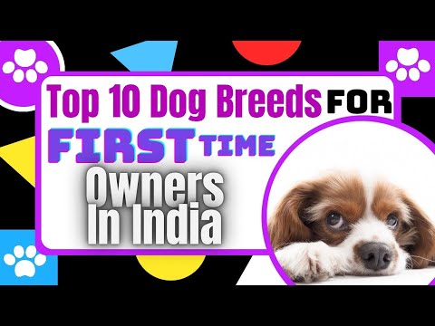 Top 10 Dog Breeds || First Time Owner || In India 🇮🇳 || All Dogs Suitable For Indian Environment 😇