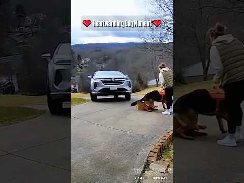 Hero Dog Senses Danger and Saves Pregnant Owner! โ Heartwarming Moments โค๏ธ