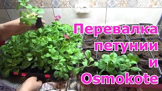 видео