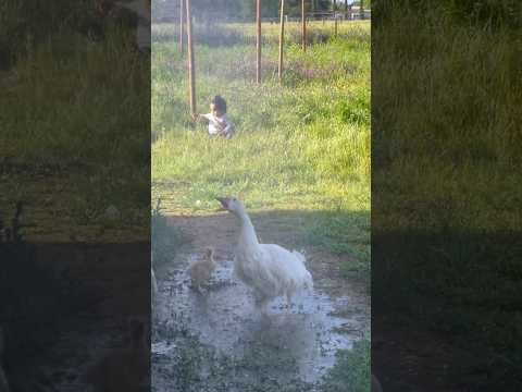 Harriet the Goose loves a shower #gosling #goslings #geese #goose