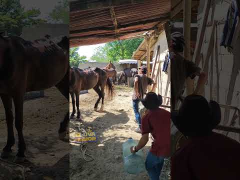 El caballo patión 😂 #humor #comedy